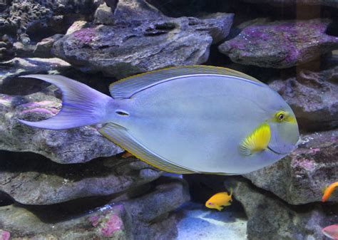 Yellow fins. RF 2M795N9–Blue tang fish are found in deep water, among algae and other marine plants. The fish is brightly colored in blue and the fins are yellow. 