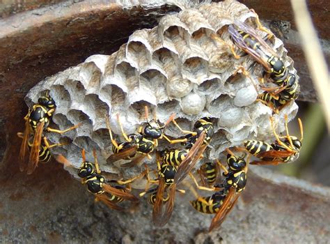 Yellow jacket nest. Learn how to locate, treat and remove an underground yellow jacket nest safely and effectively. Find out the best time to do it, what tools and products to use, and why hiring a professional is … 