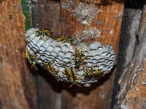 Yellow jacket nest in the ground. Ground-nesting bees can be encouraged to move to another location by sprinkling water on their nests. These docile bees do not form colonies and each nest is home to a solitary bee... 