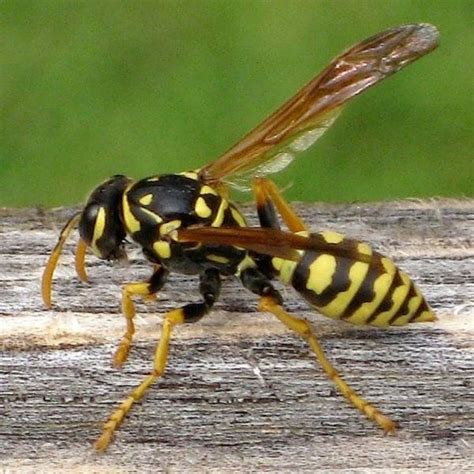 Yellow jacket pest control. To get rid of a yellow jacket nest in the ground, pour soapy water into the nest’s entrance, or treat the nest with commercial insecticide. Treating the nest can be completed in a ... 