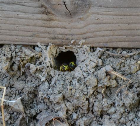 Yellow jackets nest in ground. Spray the exit and entrance openings of the nest for one minute until the areas are thoroughly soaked. Move the spray in widening circles around the nest walls for even coverage. Directly spray any escaping insects before … 