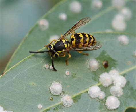 Yellow jackets removal. Yellowjackets Vespula spp. Yellowjackets. Color: Abdomen usually black and yellow pattered similar to bands. Size: Workers 3/8 to 5/8 of an inch long. Legs: Six. Antennae: Yes. Shape: Wasp-like. 
