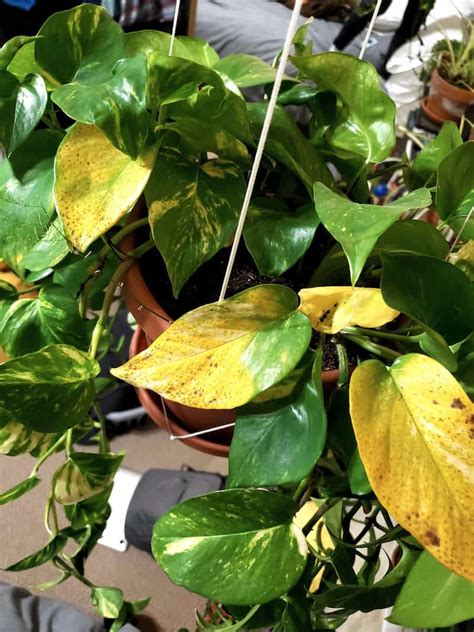 Yellow leaves on pothos. Pothos leaves turn black due to excessive light and fertilizer use. Another reason for leaves turning a darker color is underwatering. Other potential causes could be poor drainage, high or low temperatures, insects, or diseases. Listed below are different potential reasons for your plant leaves to be darkening and how to resolve the issues. 