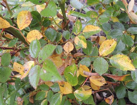 Yellow leaves on roses. Leaf Spots: Leaf spots appears as brown or black spots on confederate rose leaves. It is caused by a fungus and can be treated with copper sulfate, lime sulphur, or fungicides such as mancozeb. Septoria Leaf Spot: Septoria leaf spot appears as brown lesions that will eventually turn yellow before they fall off the confederate rose tree. 