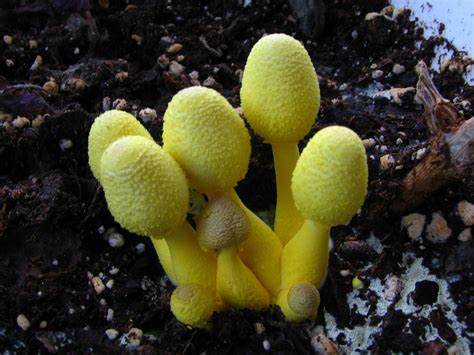 Yellow mushrooms. The vast majority of yellow mushrooms growing in houseplants, are known as Leucocoprinus birnbaumii , or formerly Lepiota lutea. Some people refer to them as … 