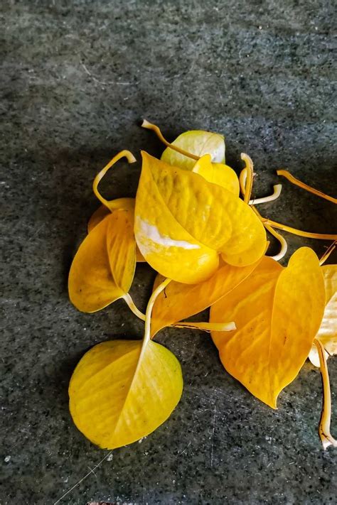Yellow pothos leaves. However, if your Pothos starts losing many leaves in a short amount of time, make sure to check whether the soil has fully dried out (underwatering). If the soil is fully dry, the leaves will start to curl and droop and to turn yellow. Another reason why pothos leaves will turn yellow is overwatering (the soil staying wet … 