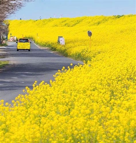 Yellow spring road. Things To Know About Yellow spring road. 