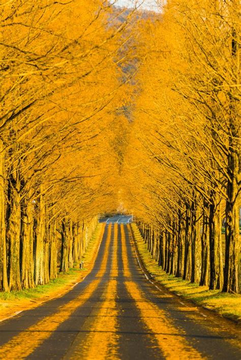 Yellow spring road japan. Things To Know About Yellow spring road japan. 