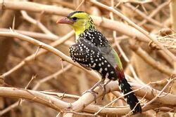 Yellow-breasted Barbet Animal Database Fandom