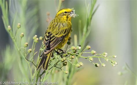 Yellow-fronted Canary - Crithagra mozambica