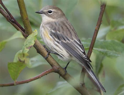 Yellow-rumped warbler - Facts, Diet, Habitat & Pictures on