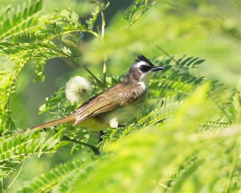 Yellow-vented Bulbul (Birds of Phillipines) · iNaturalist