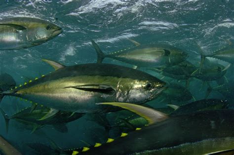 The Indian Ocean Tuna Commission (IOTC) Scientific Committee has publi