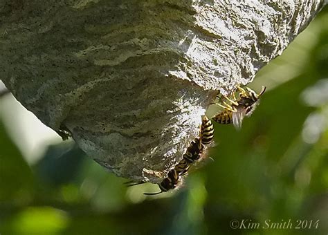 Yellowjackets nest. The yellow jackets and the bald faced hornets are both very aggressive nest defenders. If the nest, itself, is disturbed, there’s heck to pay. They will come out in force and get you. ... As the nest grows in size from that little golf ball, at the end of the season yellow jacket nests can be several feet in … 