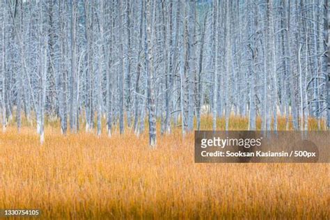 Yellowstone Photos and Premium High Res Pictures