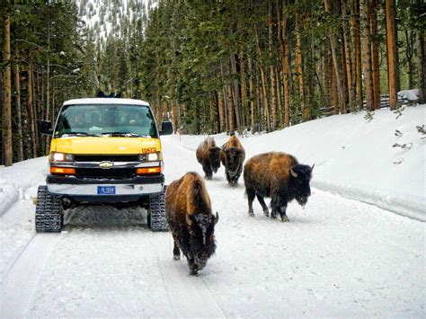 Yellowstone Winter Tour