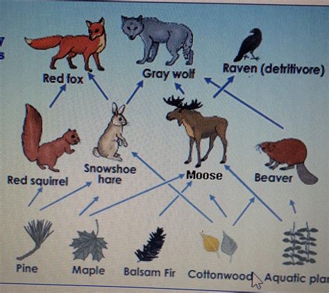 Yellowstone food web. Things To Know About Yellowstone food web. 