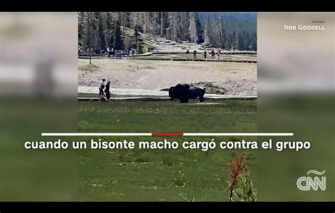Yellowstone pide a sus visitantes que protejan la fauna salvaje después de varios incidentes