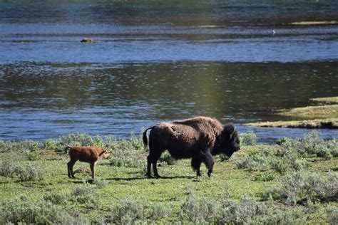Yellowstone rangers look for visitor who pushed newborn bison onto roadway
