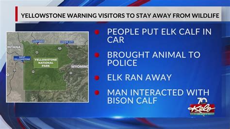 Yellowstone visitors put elk calf in their car, investigation underway: rangers