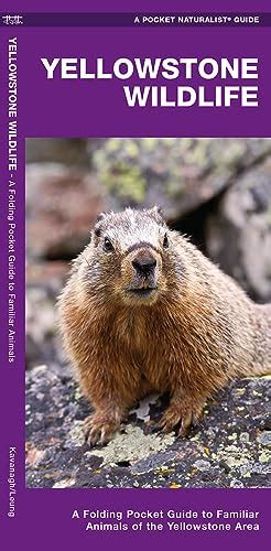 Download Yellowstone Wildlife A Folding Pocket Guide To Familiar Animals Of The Yellowstone Area By James Kavanagh