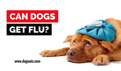 Yes, Dogs Can Get the Flu. Here