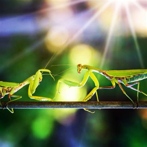 Yes, Female Praying Mantises Do Eat Their Mates