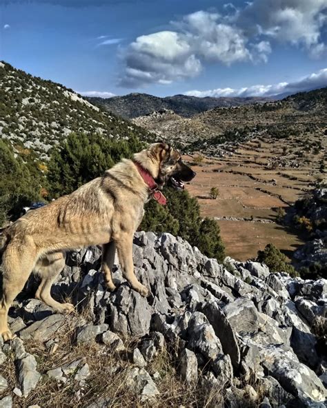 Yesilbag Halı ve Koltuk Yıkama