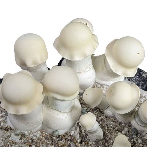 Here’s the list of the most potent magic mushroom strains: 1. Tidal Wave. The Tidal Wave strain is the progeny of the Penis Envy strain and the B+ strain — both formidable in their own right. In the 2021 Psilocybin Cup, a sample of Tidal Wave by the grower Magic Myco Farm, registered the highest-ever tryptamine level of any magic mushroom — a …. 