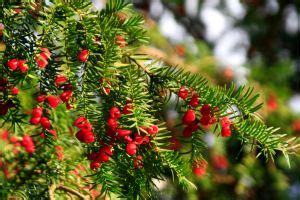 Yew Shrubs Naturehills.com