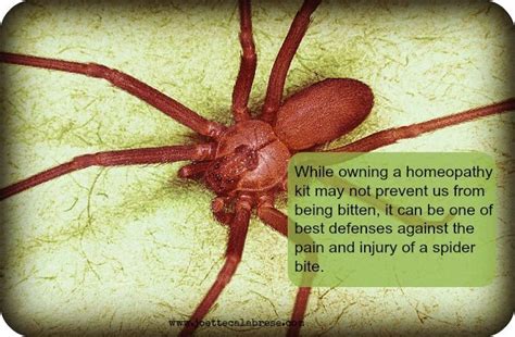 Yikes a Spider Bit Me! Not to Worry When You Have …