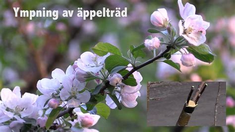 Ympning av &auml;ppeltr&auml;d: hur och n&auml;r det &auml;r r&auml;tt, hur man ympar