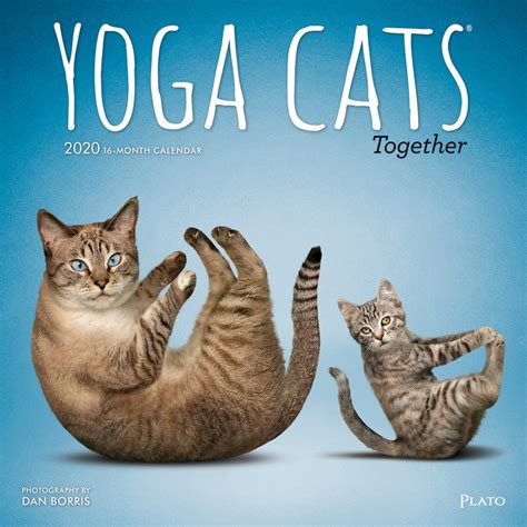 Read Online Yoga Cats Together 2020 12 X 12 Inch Monthly Square Wall Calendar By Plato Animals Humor Cat By Not A Book