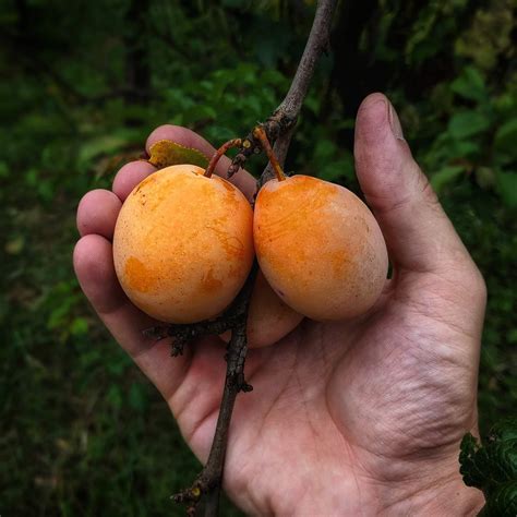 Yoinashi pear tree. .  ...