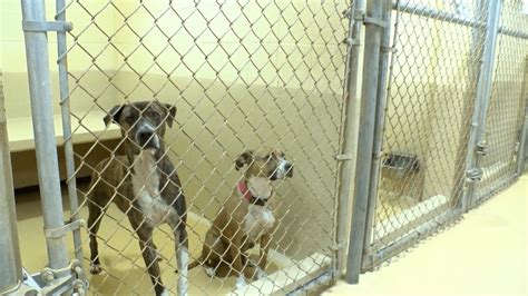 York county animal shelter. Things To Know About York county animal shelter. 