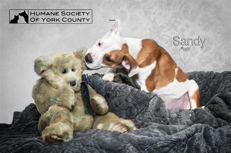 York county humane society. Things To Know About York county humane society. 