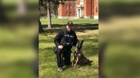 York police helicopter, K-9 units track down multiple suspects in Vaughan