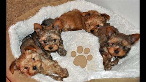 Typically, a Yorkie will stop growing at around four 