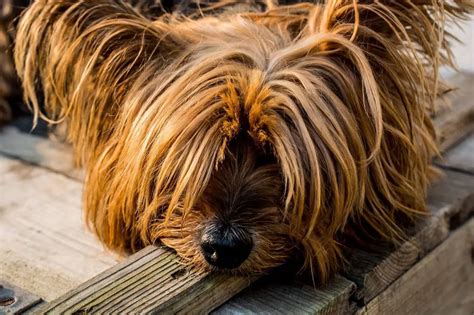 Health Issues in Yorkie Chow Mix Puppies