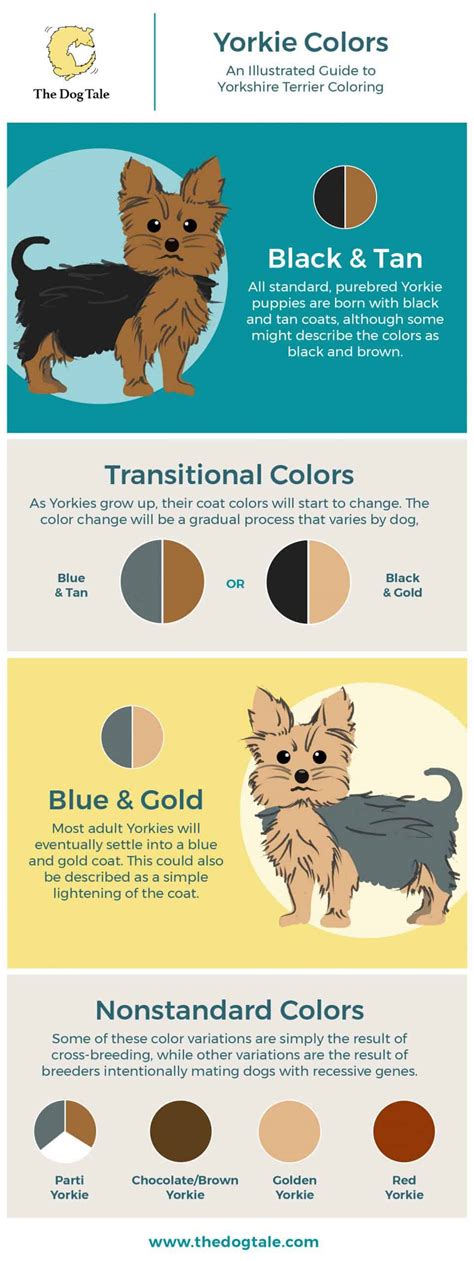 Yorkie Colors Chart