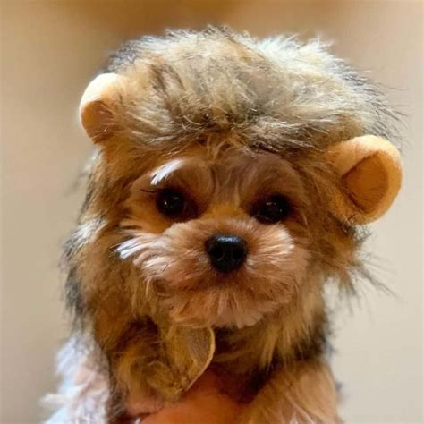 Yorkie lion cut