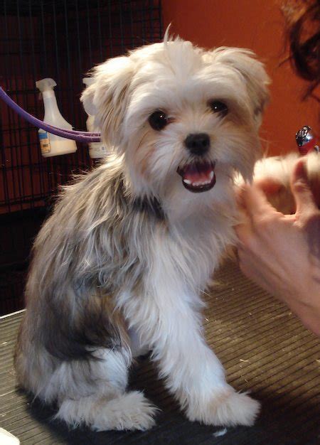 Caring for a Yorkie Maltese Bichon Mix