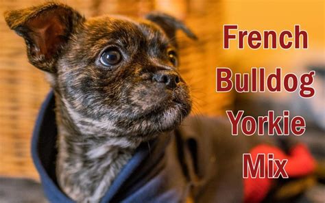 Health Issues in Yorkie Mix French Bulldog