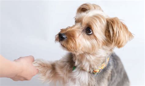 Yorkie Poo Training