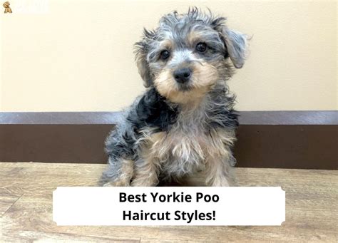 Yorkie Poo Summer Haircut