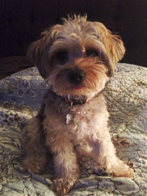 Best Yorkie Poo Haircuts