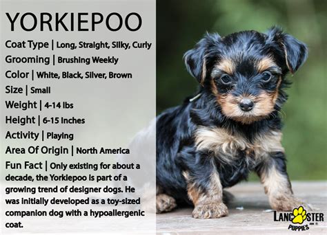 Health concerns in Yorkie Poos