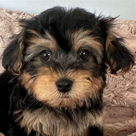 Finding Yorkie Poo Puppies