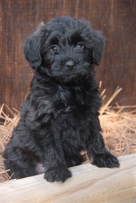 Yorkie Poodle Mix Black Characteristics