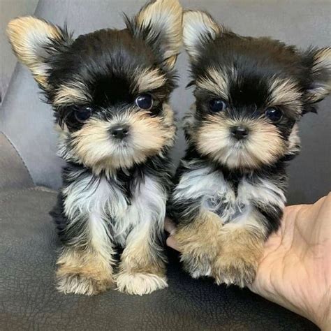 Yorkie Puppie for Sale - Paradiseyorkiepuppy